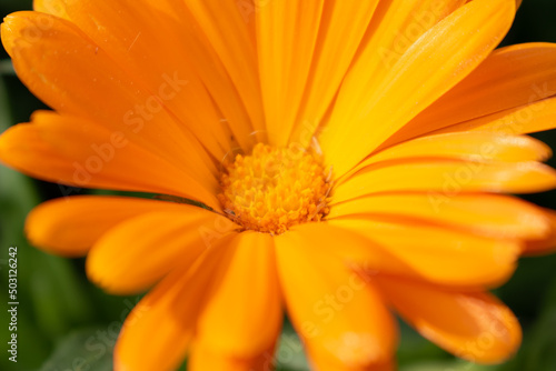 Beautiful orange calendula officinalis flower close up in a garden on a green background