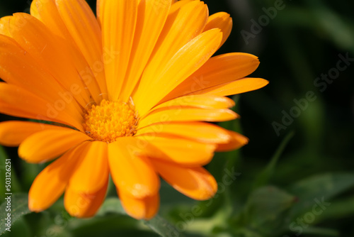 Beautiful orange calendula officinalis flower close up in a garden on a green background