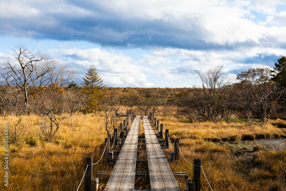 wooden path in autumn wooden path in autumn