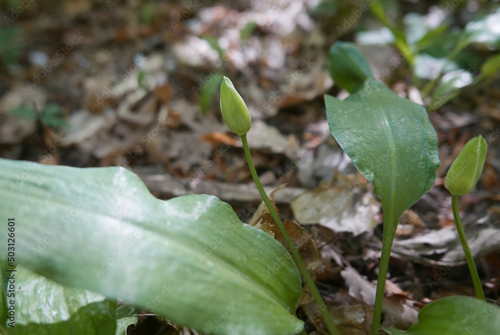 bear's garlic edible wild plant bear's garlic edible wild plant