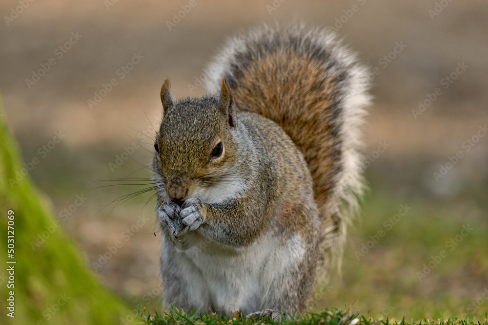 Obraz premium gray squirrel looking for breakfast