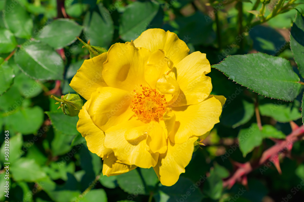 バラの花 バラの花