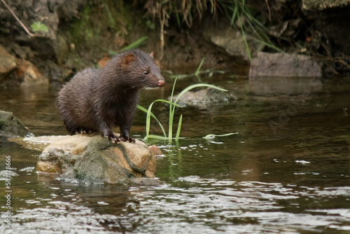 American Mink in River photo