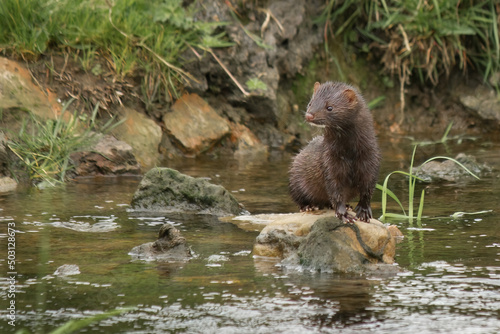 Photography American Mink in River