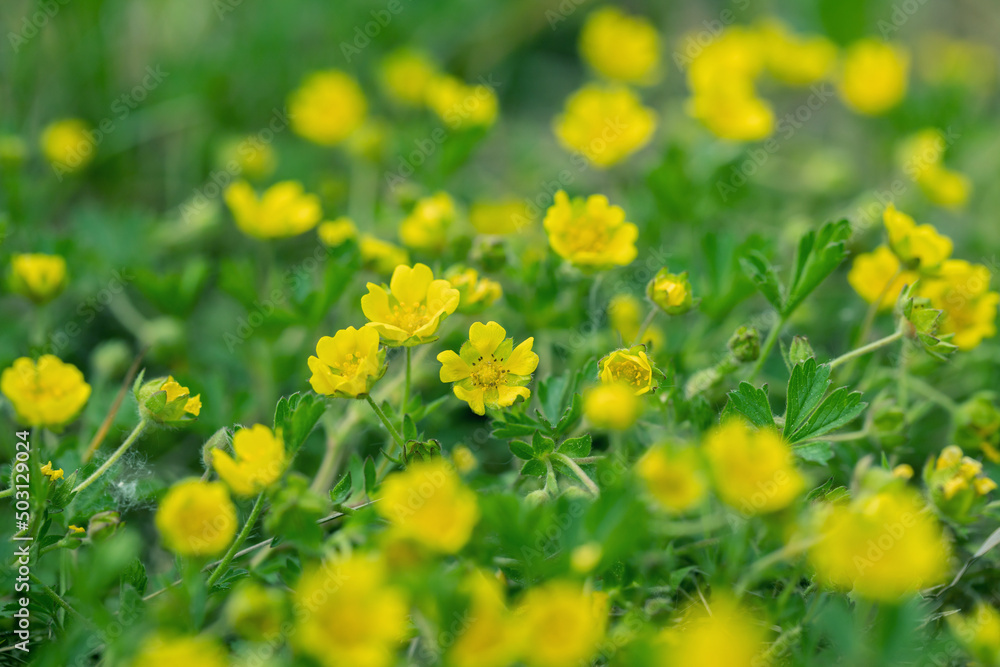 Blooming yellow cinquefoil blossoms. (Potentilla). - obrazy, fototapety, plakaty 