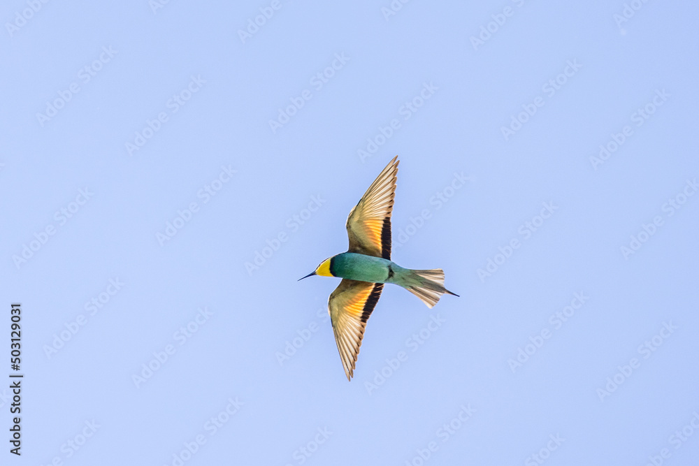 European Bee-eater (Merops apiaster) in flight against a blue sky