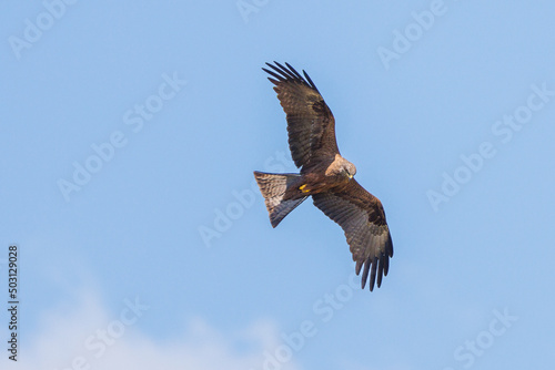 Black kite in flight against a blue sky