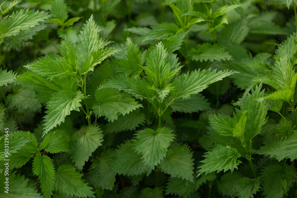 young bushes of green nettle plant young bushes of green nettle plant