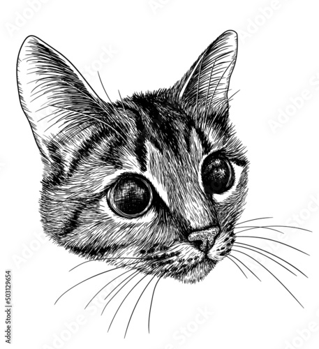 Vector illustration graphic linear muzzle of a tabby cat in engraving style