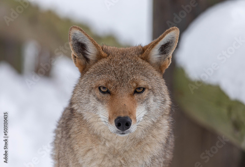 Canvastavla Beautiful portrait of a Coyote outdoors on the snow background