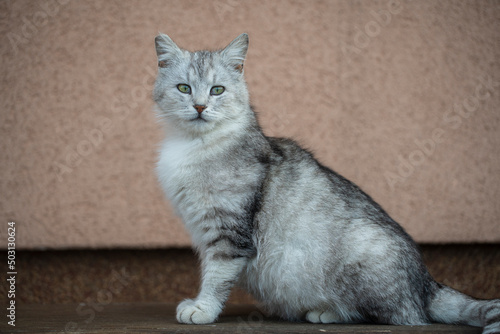 Beautiful portrait of scottish straight cat on a wooden bench. Grey striped scottish straight-eared cat