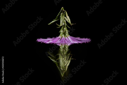 Alpine aster (Aster alpinus) flower head upside down with reflection isolated on a black background photo
