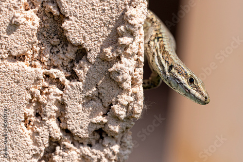 lézard commun