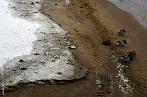 Birds on snowy beach photo