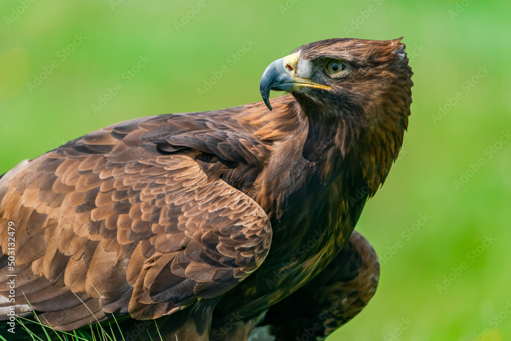 Golden Eagle (Aquila chrysaetos) portrait - bird of prey from Family Accipitridae living in the Northern Hemisphere. Selective focus Golden Eagle (Aquila chrysaetos) portrait - bird of prey from Family Accipitridae living in the Northern Hemisphere. Selective focus