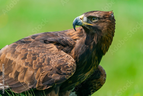 Golden Eagle (Aquila chrysaetos) portrait - bird of prey from Family Accipitridae living in the Northern Hemisphere. Selective focus