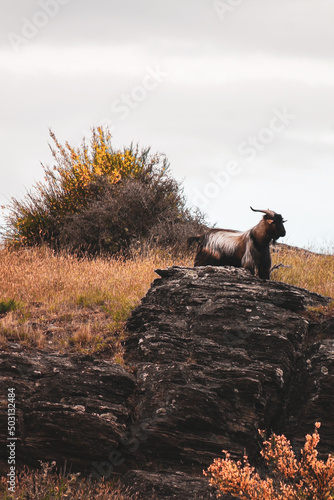 Schilderij op canvas Wild goat standing on aground a rock in a highland