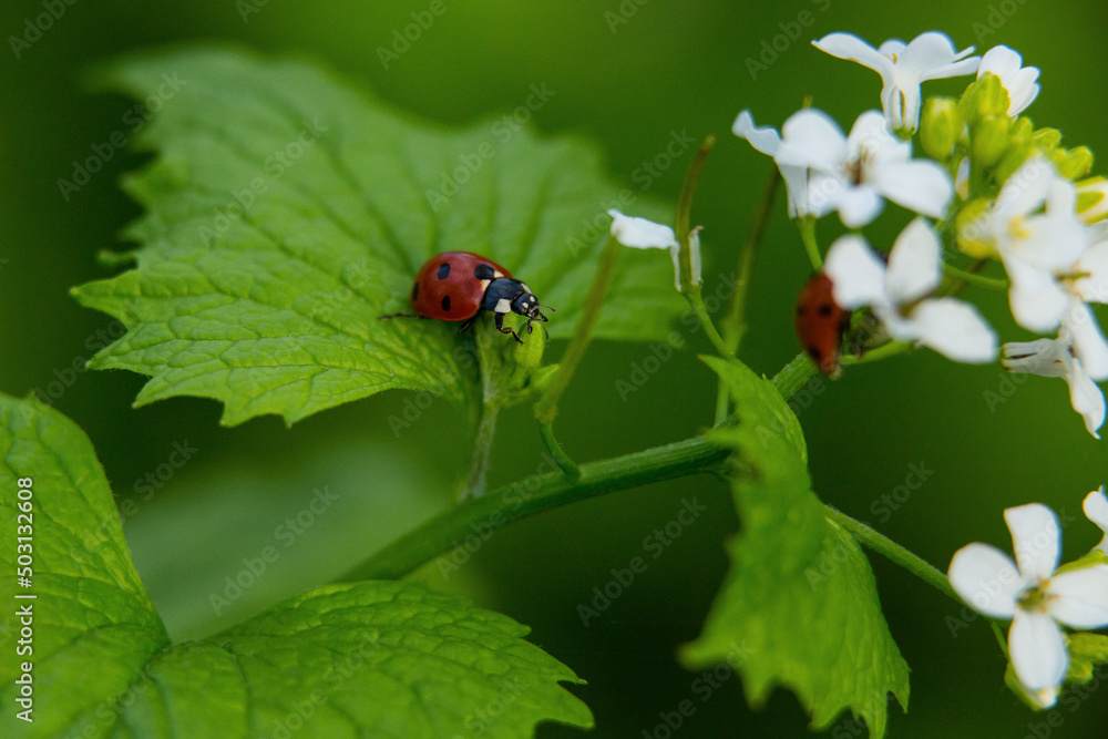 ladybugs on a green leaf of a white flower ladybugs on a green leaf of a white flower