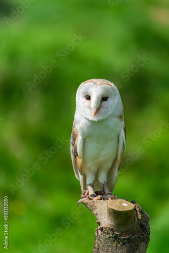 Barn owl (Tyto alba) perched on tree stump. Selective focus