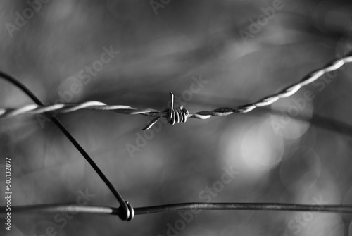 Fotografie, Obraz Grayscale shot of an old metal barbed wire fence in the sunlight