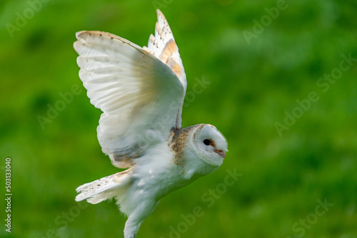 Barn owl (Tyto alba) in flight. Selective focus © beataaldridge