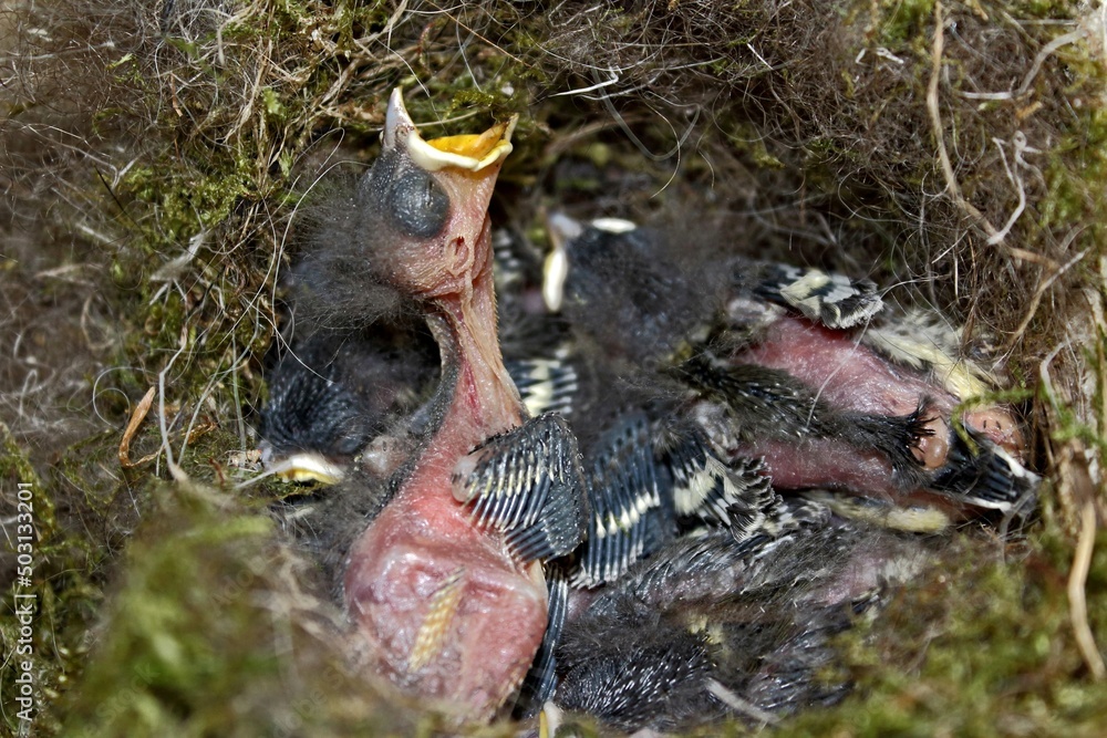 Obraz premium pisklaki