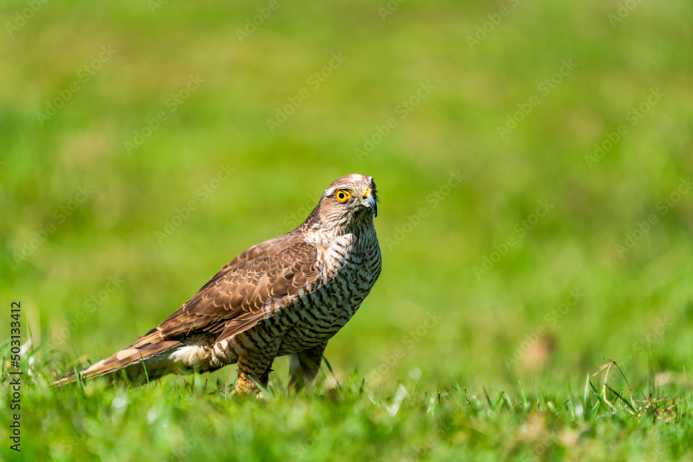 Sparrow hawk (Accipiter nisus) - a small bird of prey in the family Accipitridae. Selective focus Sparrow hawk (Accipiter nisus) - a small bird of prey in the family Accipitridae. Selective focus