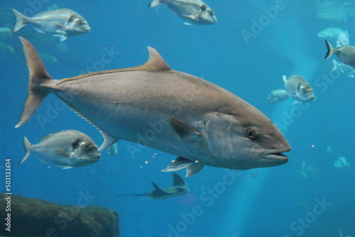 tuna fish swimming in ocean underwater known as bluefin tuna  Atlantic bluefin tuna  Thunnus thynnus    northern bluefin tuna  giant bluefin or tunny - stock photo  stock photograph  image picture