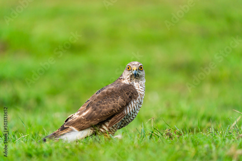 Sparrow hawk (Accipiter nisus) - a small bird of prey in the family Accipitridae. Selective focus