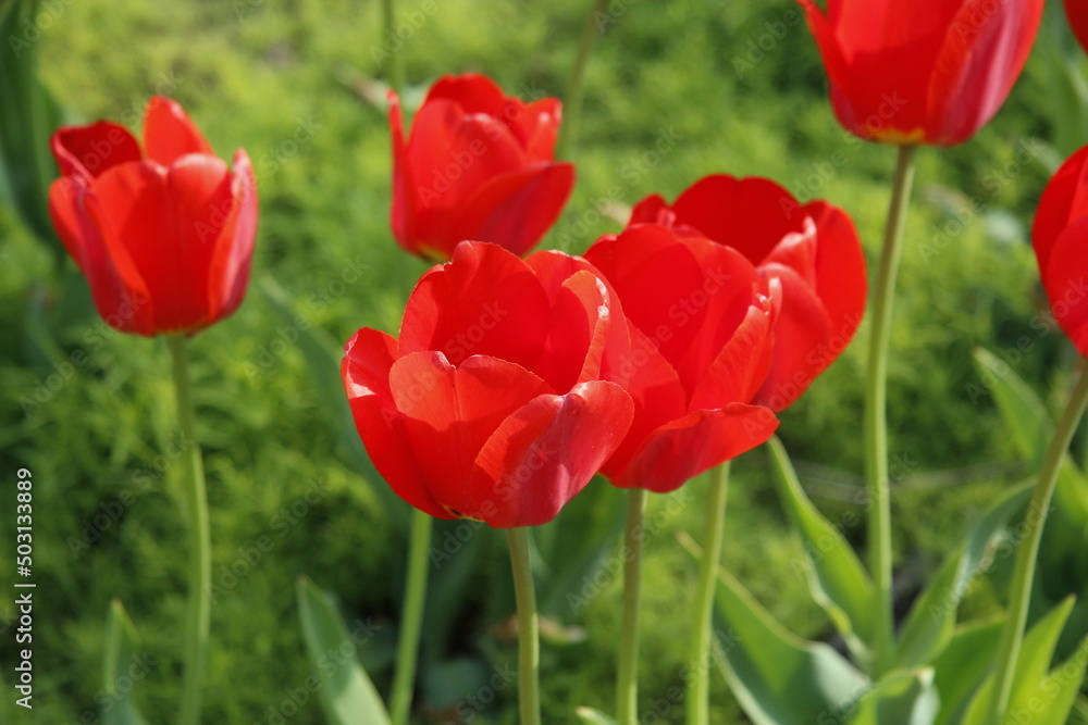 Naklejka premium Photos of Korea, Republic of