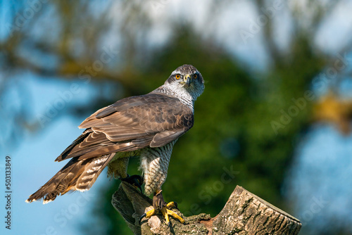 The northern goshawk (Accipiter gentilis) - a species of medium-large raptor in the family Accipitridae