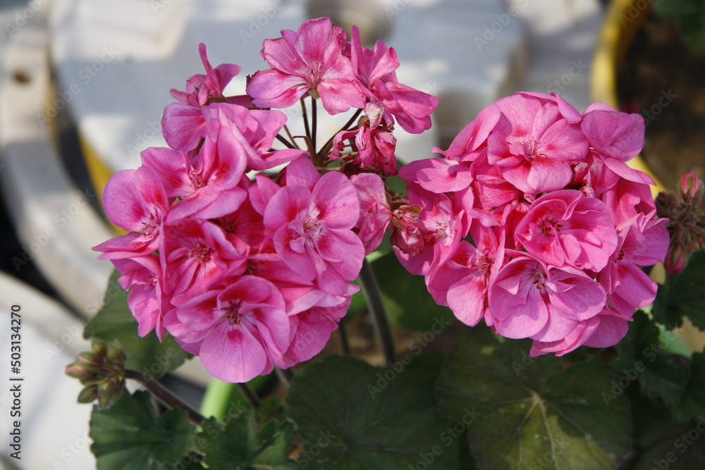 Fototapeta premium Photos of Korea, Republic of