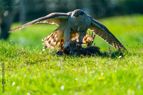 The northern goshawk (Accipiter gentilis) feasting on prey - a species of medium-large raptor in the family Accipitridae