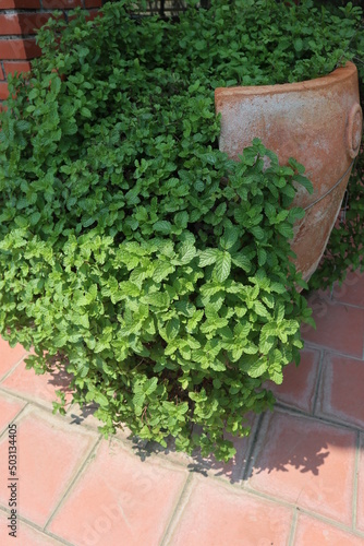 green mint and pottery design for gardening decoration