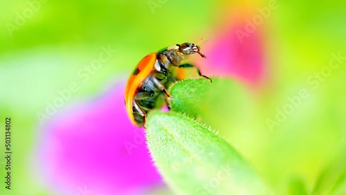 ladybird on a flower © Wilfried