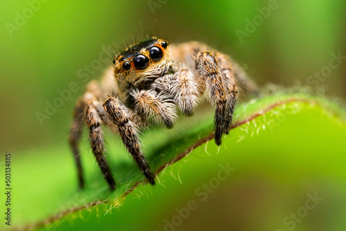 Obraz na płótnie Orange jumping spider (Carrhotus xanthogramma), female
