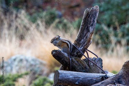 Cute chipmunk sitting on the benches photo