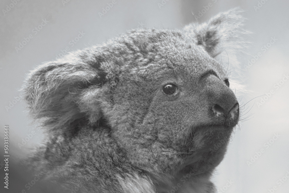 Obraz premium Koala