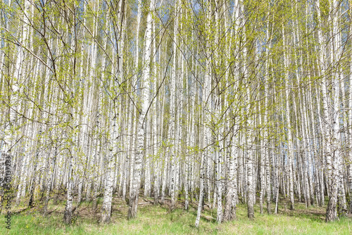 beautiful may scenic landscape with birch copse. Birch forest. Birch Grove. White birch trunks.