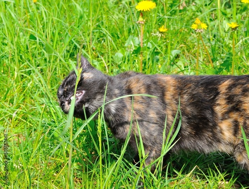 rare tortoiseshell wild cat walks free eating green grass