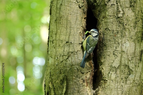 Fototapeta Naklejka Na Ścianę i Meble -  sikora przy dziupli