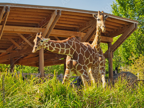 Couple of giraffes in Omaha's Henry Doorly Zoo and Aquarium in Omaha Nebraska