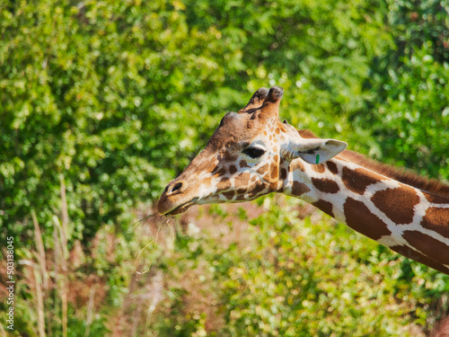 Headshot of a cute giraffe in Omaha's Henry Doorly Zoo and Aquarium in Omaha Nebraska photo