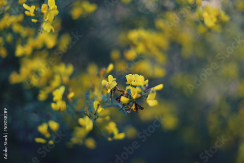 Closeup shot of beautiful yellow Baptisia tinctoria flowers growing in the garden photo