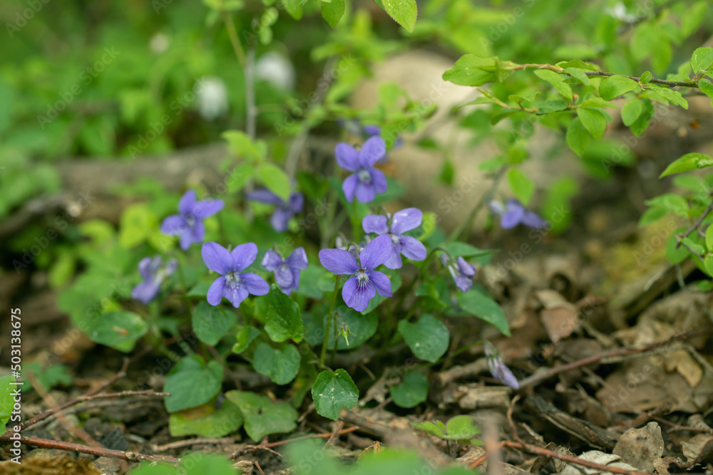 Blooming pale wood violet (Viola reichenbachiana) on natural forest ground. Blooming pale wood violet (Viola reichenbachiana) on natural forest ground.