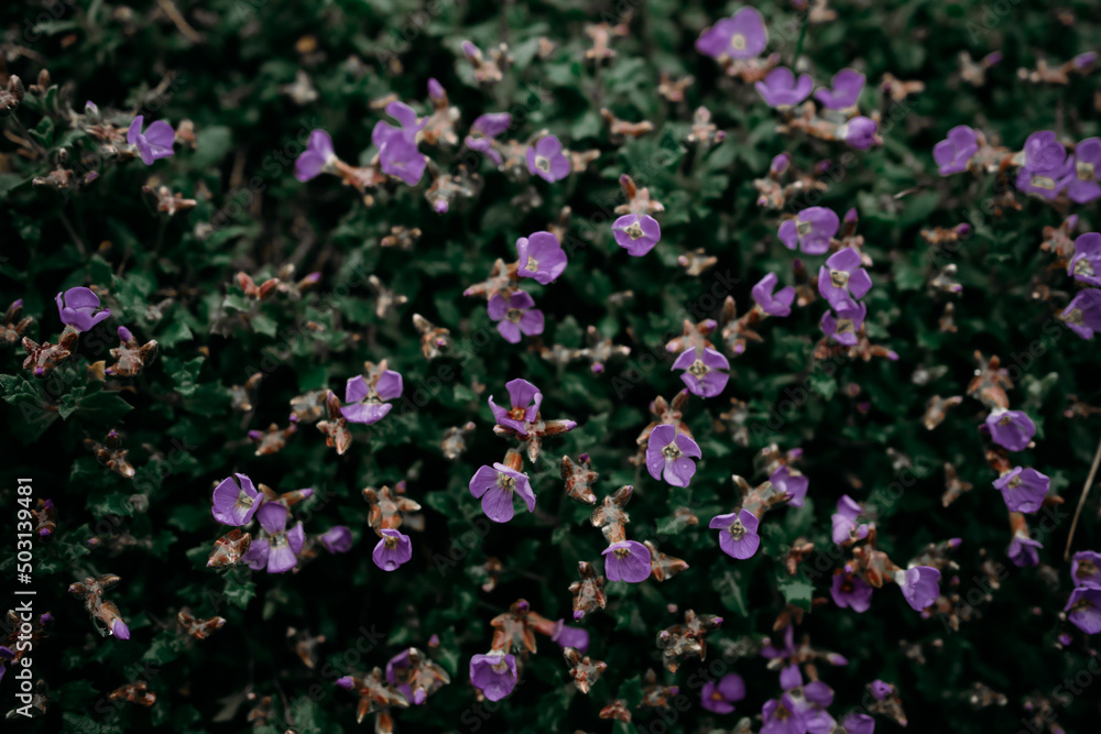 Fototapeta premium purple flowers on a background of green grass. desktop wallpaper