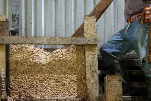 Mixing fermented cocoa seeds in the ecological production of cocoa and chocolate photo