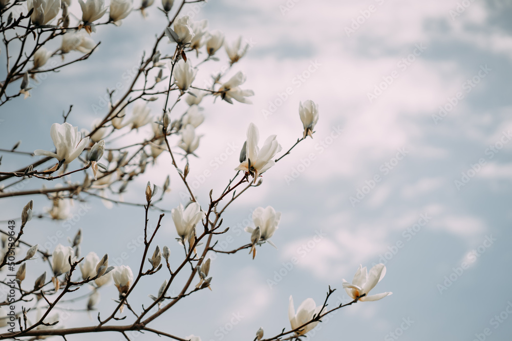bright magnolia flowers on a background of blue sky. desktop wallpaper. background for tablet bright magnolia flowers on a background of blue sky. desktop wallpaper. background for tablet