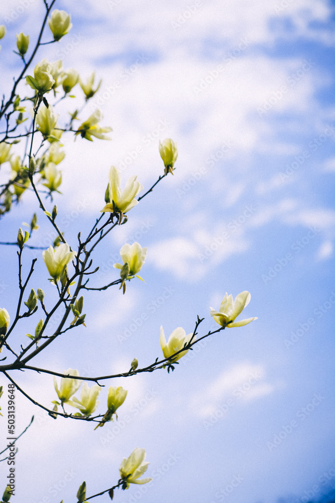 bright long magnolia flowers on a background of blue sky. yellow-blue symbolism. Ukrainian colors bright long magnolia flowers on a background of blue sky. yellow-blue symbolism. Ukrainian colors
