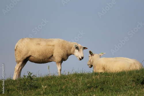 two white sheep are standing opposite at a green dike closeup with a blue sky in the background